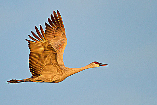 沙丘鹤,飞,野生动植物保护区,靠近,索科罗镇,新墨西哥,美国