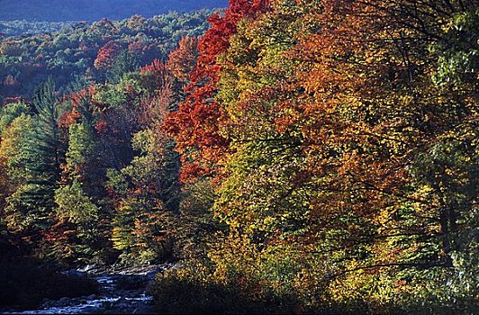 秋天,树,树林,怀特山,新罕布什尔,新英格兰,美国