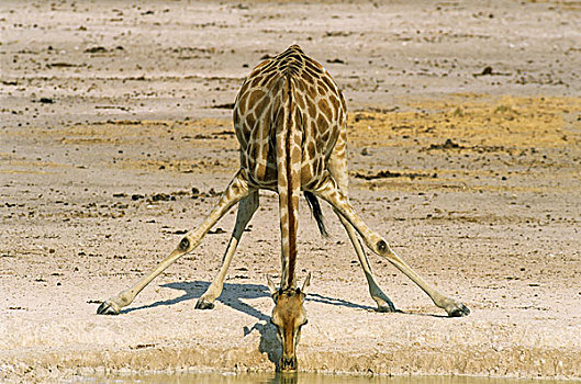 南方长颈鹿,长颈鹿,雌性,喝,水坑,埃托沙国家公园,纳米比亚,非洲