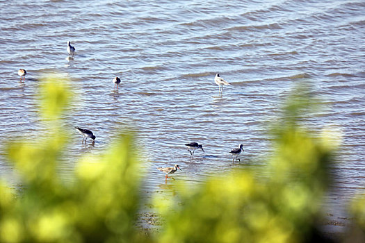 山东省日照市,入海口湿地成了水鸟乐园