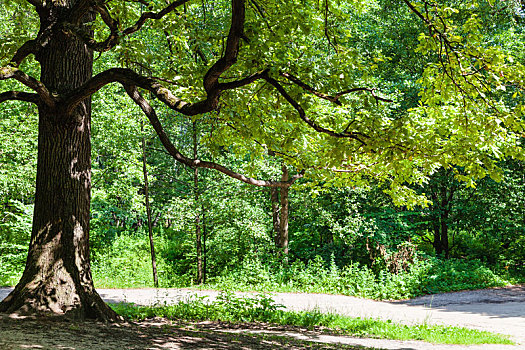 橡树,上方,道路,城市公园,夏天