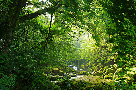 峡谷,熊本,日本