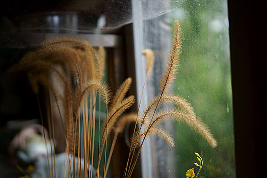 小麦,窗户