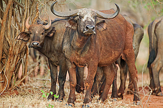 肯尼亚,西察沃国家公园,红色,灰尘,听,南非水牛,非洲水牛,进食,擦洗