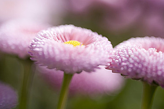 花,雏菊属,粉色,特写