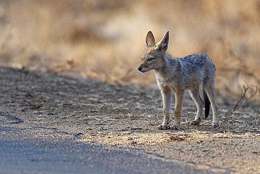 黑背狐狼,幼兽,边缘,道路,看,环境,克鲁格国家公园,南非,非洲