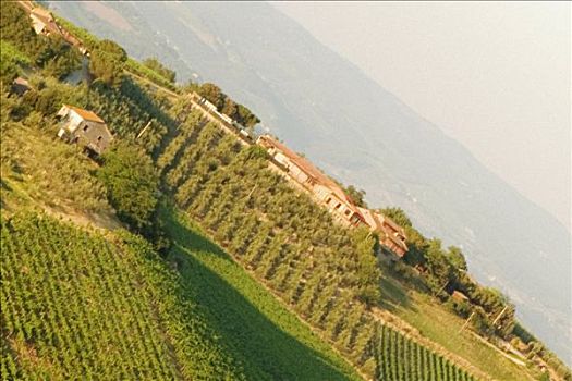 俯拍,房子,葡萄园,锡耶纳省,托斯卡纳,意大利