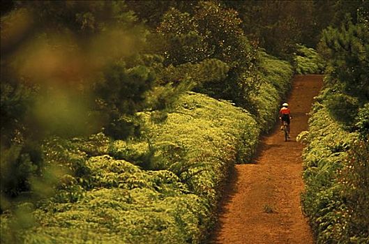 夏威夷,后视图,女人,山地车手,小路,茂密,绿色植物