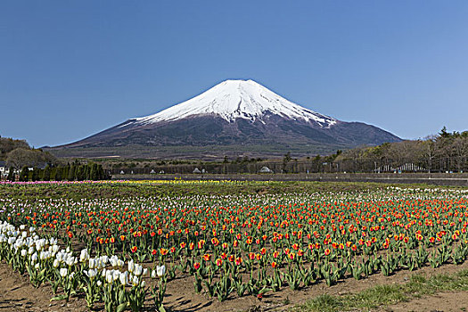 山,富士山,郁金香,花,日本