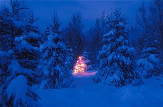 圣诞树,彩色,阿拉斯加,冬天,景色