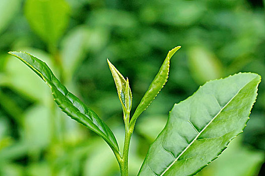 茶叶嫩芽