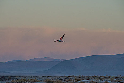 玻利维亚乌尤尼盐湖山区湖火烈鸟