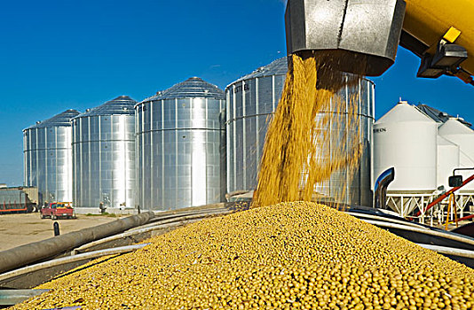 谷物,大豆,农场,卡车,丰收,靠近,曼尼托巴,加拿大