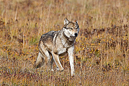 狼,苔原,德纳里峰国家公园,阿拉斯加,美国