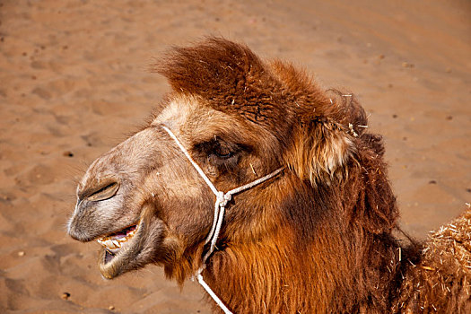 新疆鄯善库木塔格沙漠风景区的骆驼头部