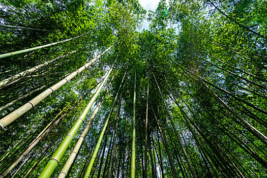 日本京都嵯峨野岚山竹林风光