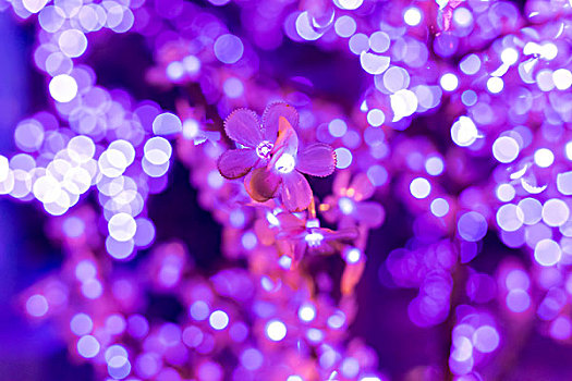 紫色光影背景图案
