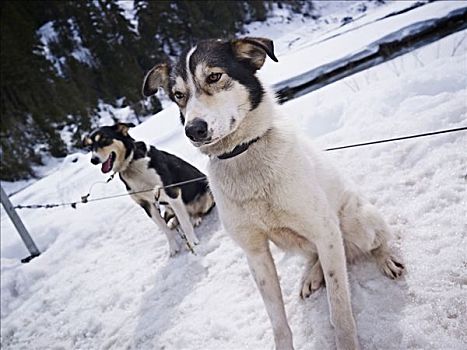 雪橇狗,不列颠哥伦比亚省,加拿大