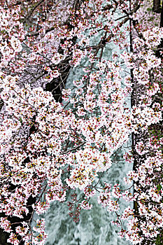 盛开,樱桃树,枝条,琵琶湖,运河,关西地区,日本