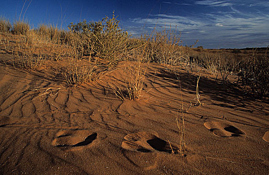 卡拉哈迪大羚羊国家公园,南非大羚羊,沙丘,卡拉哈里沙漠,北开普,南非,非洲