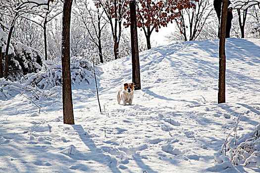 在白色雪地中站着一只白黄花的小狗