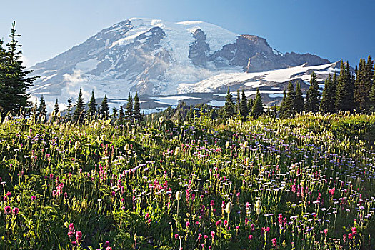 高山,野花