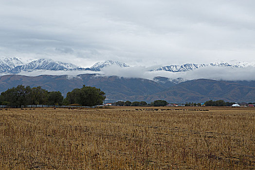 阿拉木图雪山草地羊群