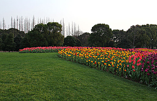 上海辰山植物园郁金香