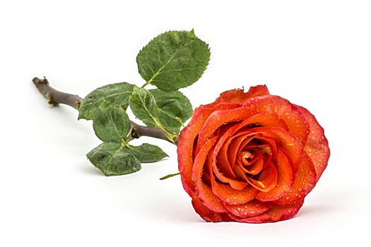 一个,漂亮,红玫瑰