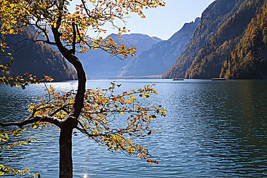 山毛榉,树,秋天,湖,国王湖,贝希特斯加登地区,巴伐利亚,德国
