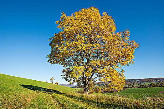 欧洲,白蜡树,欧洲白蜡树,孤树,秋天,生物保护区,黑森州