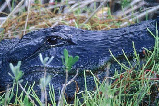 特写,鳄鱼,黑色,野生动物,岛屿,国家野生动植物保护区,佛罗里达,美国