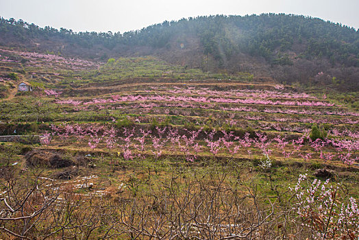 山东蒙阴桃花