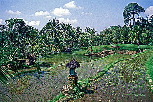印度尼西亚,巴厘岛,稻田