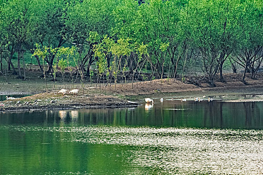 安徽省芜湖市响水涧水库蓄水池湿地自然景观