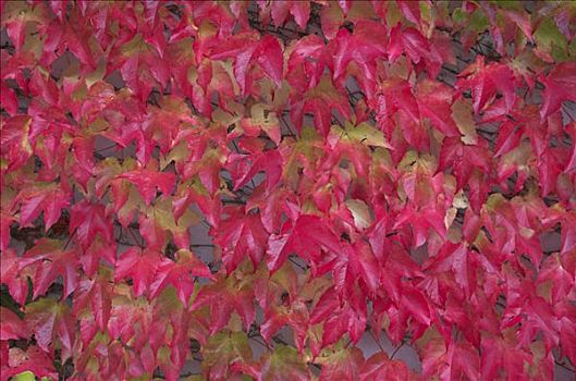 秋天,色彩,藤叶,遮盖,墙壁,德国