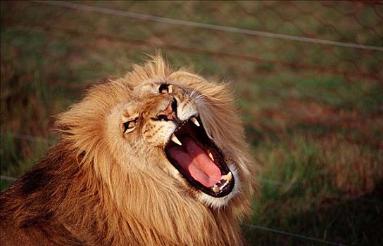雄性,狮子,嘴,克鲁格国家公园,南非共和国,肖像