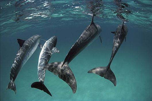 大西洋点斑原海豚,花斑原海豚,四个,摄影,巴哈马