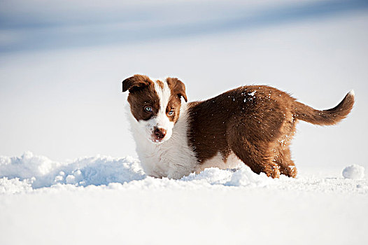 红色,白色,博德牧羊犬,小狗,玩,雪中,约克郡,英格兰