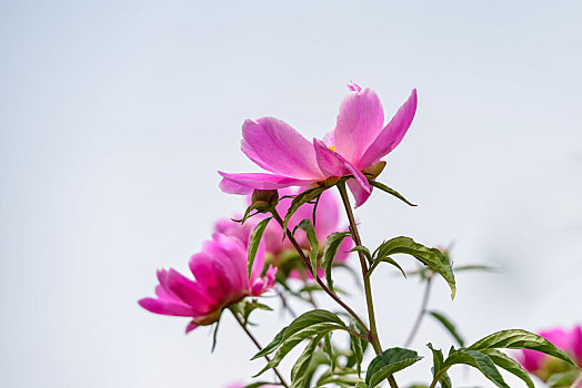 芍药花开,娇艳柔美