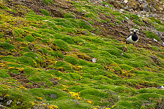 挪威,斯瓦尔巴特群岛,白额黑雁,软,苔藓