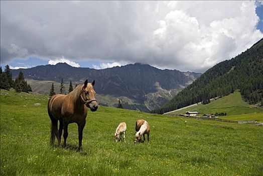 马,放牧,高山牧场,提洛尔,奥地利,欧洲