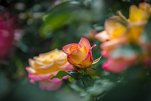 玫瑰,粉色,黄色,国际,测验,花园,波特兰,俄勒冈,美国,北美