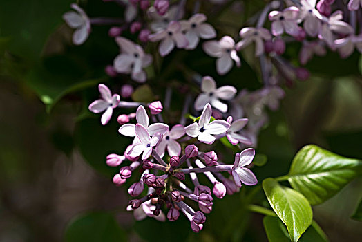 丁香花