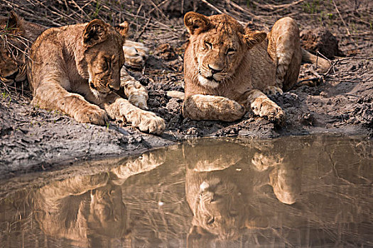 狮子,休息,靠近,水潭,奥卡万戈三角洲,博茨瓦纳
