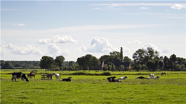 荷兰,风景,农场,母牛