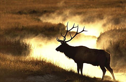 麋鹿,黄石国家公园,怀俄明,美国