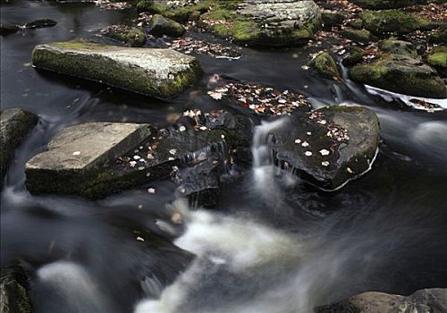 石头,河,溪流,州立公园,宾夕法尼亚,美国