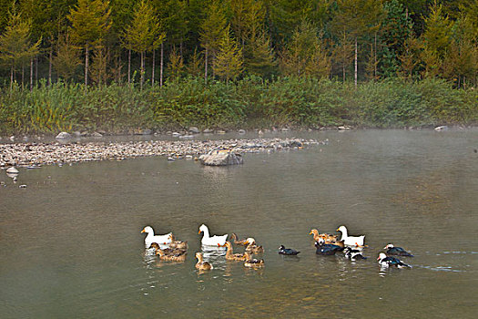 湖,水面,雾气,蒸腾,白雾,水蒸气,缥缈,仙境,灵性,家禽,鸭子,鹅,游动,自在,安静,自然,风光