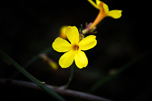 五瓣迎春花